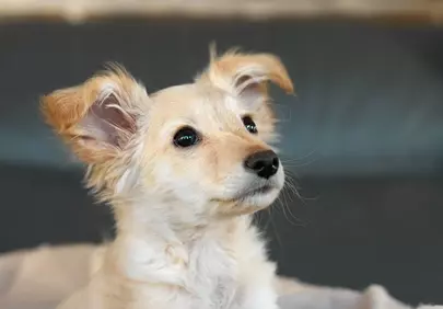 Adorable Cream Puppy: Innocent Explorer Portrait