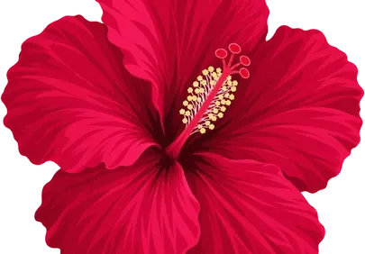 Vibrant Red Hibiscus Blossom: Exotic Floral Illustration