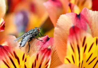 Vivid Macro: Fly Resting on Colorful Alstroemeria Petals