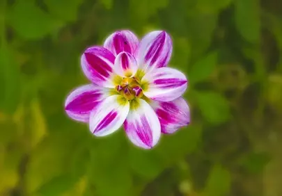 Vibrant Purple Dahlia Bloom: Summer Garden Wallpaper