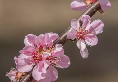 Vibrant Pink Plum Blossoms: A Close-Up of Spring's Awakening