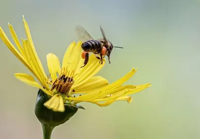 Vibrant Pollination: Bee in Flight with Yellow Flower