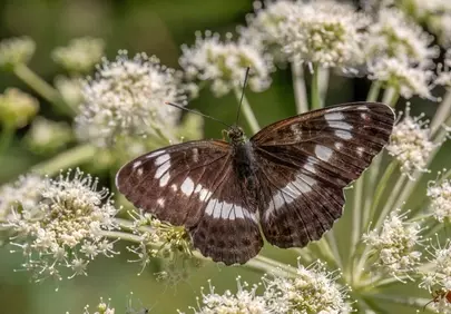 Stunning White Admiral Butterfly on Delicate Summer Blooms