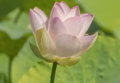 Serene Pink Lotus: A Symbol of Purity and Tranquility in Bloom