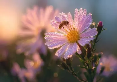 Enchanting Morning Dewdrop Bloom with Busy Bee