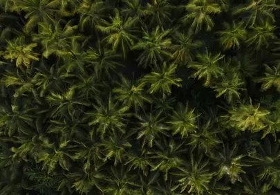 Stunning Aerial View: Lush Green Palm Forest