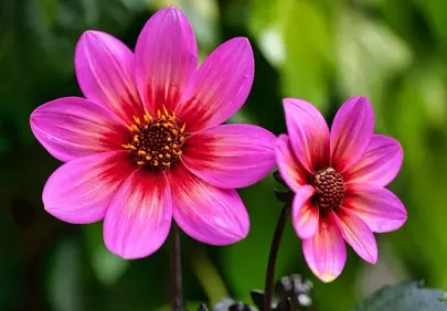 Dazzling Pink Cosmos: Vibrant Garden Blossom in Detail