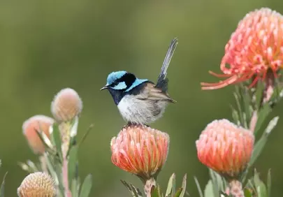 Vibrant Blue Wren Perched on Pincushion Flower