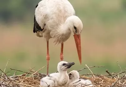 Tender Embrace: Stork Parent Nurtures Newborn Chicks in Spring Nest