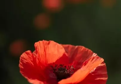 Vibrant Red Poppy: Delicate Bloom in Nature's Embrace