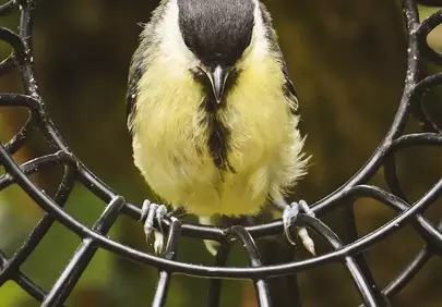 Charming Great Tit Perched in Bird Feeder