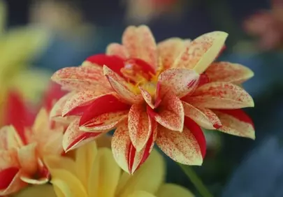 Vibrant Speckled Dahlia: A Garden's Scarlet and Gold Jewel