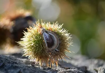 Autumn's Embrace: Spiky Sweet Chestnut Unveils Its Treasure
