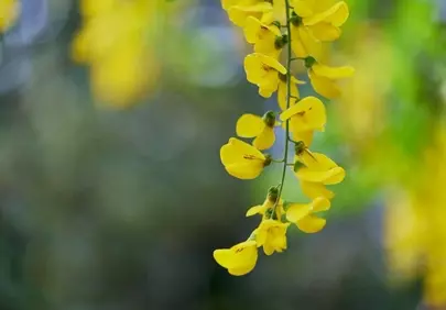 Vibrant Golden Chain: Spring's Luminous Botanical Cascade
