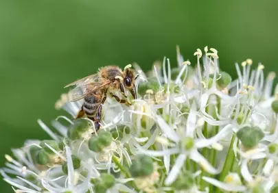 Vibrant Bee Pollinating White Allium Flowers in Sunlight