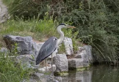 Elegant Grey Heron: A Glimpse into Nature's Serenity