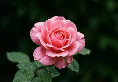 Exquisite Pink Rose: Dew-Kissed Macro Beauty
