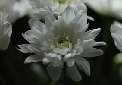 Stunning White Chrysanthemum Blooms on Dark Background