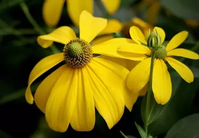 Vibrant Yellow Rudbeckia: A Summer Garden's Golden Delight
