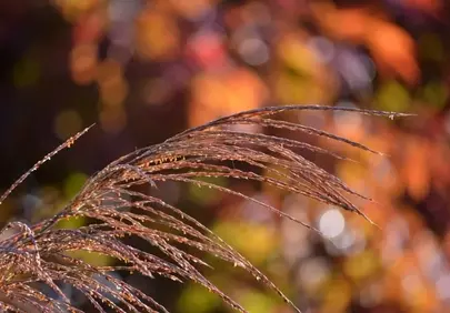 Autumn Serenity: Fluffy Sweet Grass in Golden Bokeh