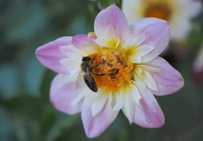 Vibrant Dahlia with Buzzing Bee: A Summer Garden Scene