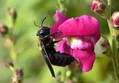 Vibrant Macro: Blue Carpenter Bee on Snapdragon Blossom