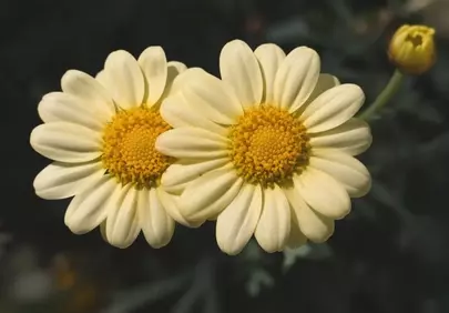 Vibrant Yellow Daisies: A Symphony of Springtime Beauty