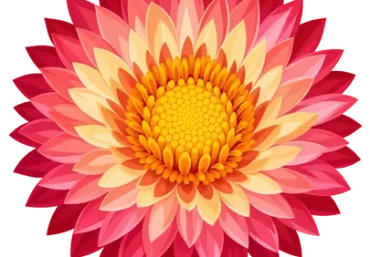 Vibrant Dahlia Bloom: A Symphony of Pink and Yellow Petals