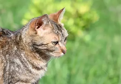 Enigmatic Gaze: Tabby Cat's Outdoor Vigil
