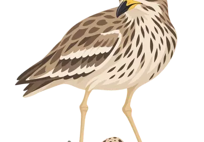 Striking Stone Curlew: Guardian of the Ground Nest