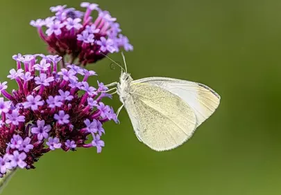 Stunning White Butterfly on Purple Vervain Flowers