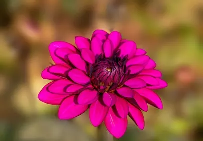 Vibrant Pink Dahlia Bloom: Macro Beauty in Nature's Garden