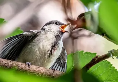 Heartwarming Spring: Chick's First Meal in Soft Light