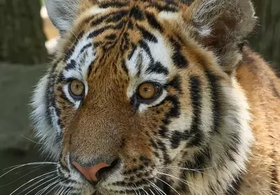 Majestic Tiger Portrait: Gaze of the Wild Predator