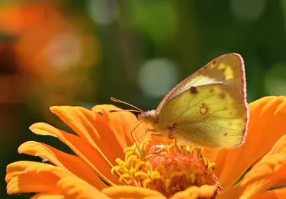 Vibrant Clouded Yellow Butterfly on Zinnia in Golden Sunlight