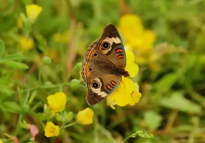 Vibrant Spring: Macro Butterfly Pollinating Yellow Flower