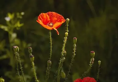 Vibrant Red Poppies: Spring's Fiery Bloom in Nature
