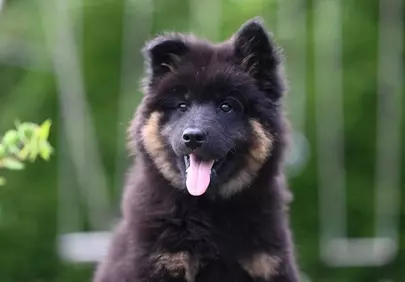 Adorable Eurasier Puppy: Fluffy Joy in Nature