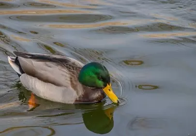 Vibrant Mallard: Serene Reflections on a Calm Lake