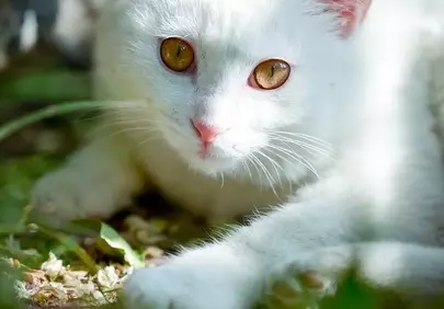 Dazzling White Cat with Golden Eyes in Summer Garden
