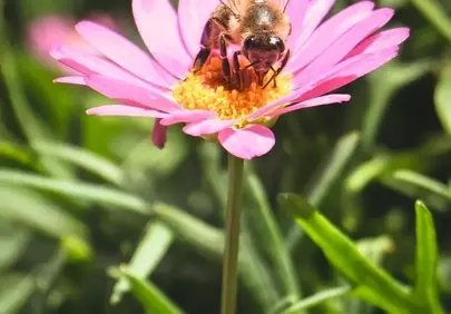 Vibrant Macro: Adorable Bee Pollinating a Pink Daisy