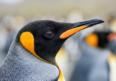 Majestic King Penguin: A Striking Antarctic Portrait