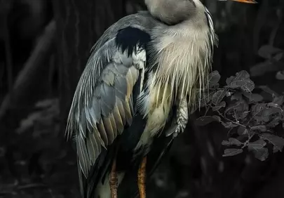 Majestic Grey Heron: Nature's Patient Hunter in Detail
