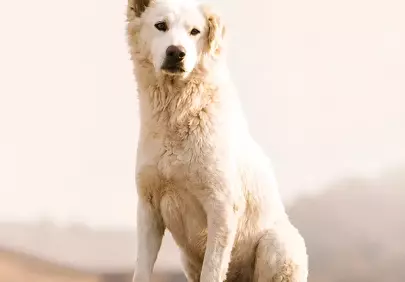 Majestic White Dog Portrait: Attentive Gaze at Sunrise