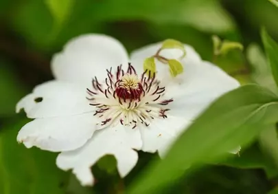 Stunning White Freesia: Macro Beauty in Nature's Embrace