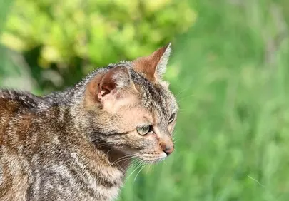 Captivating Gaze: Curious Tabby Cat in Sunny Nature