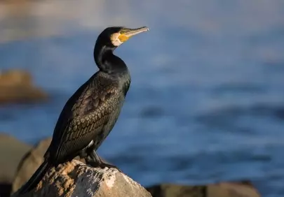Majestic Cormorant Gaze at Sunset Seascape