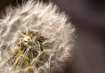 Breathtaking Dandelion Seedhead: Macro Beauty in Nature's Detail