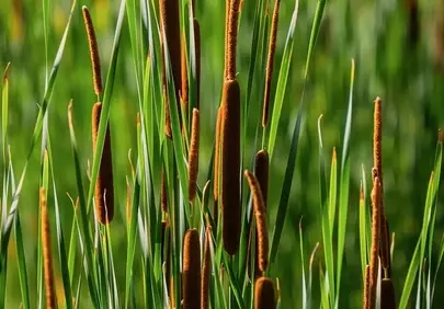 Vibrant Cattails: A Glimpse into Nature's Wetland Wonders