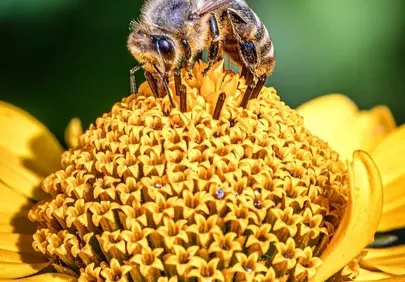 Vibrant Macro: Honey Bee on Golden Bloom Wallpaper